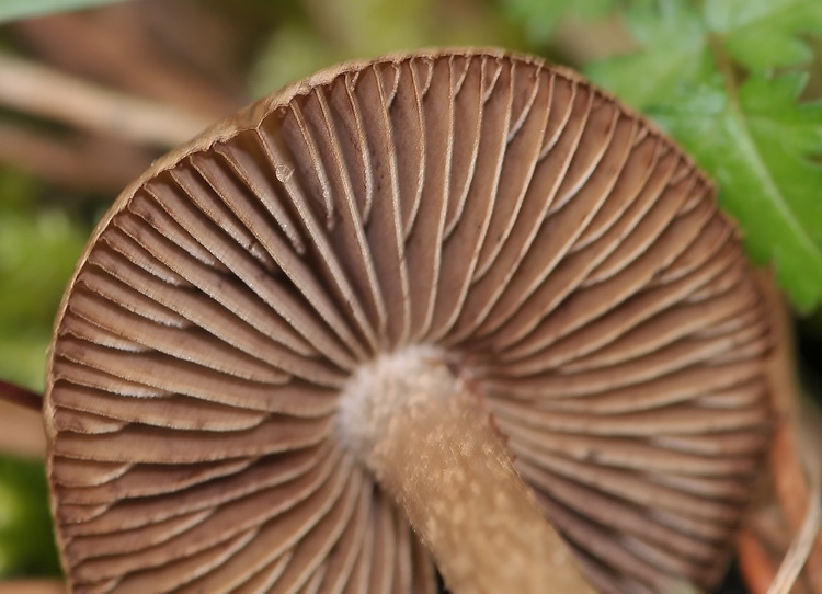 Inocybe  bongardii var. pisciodora